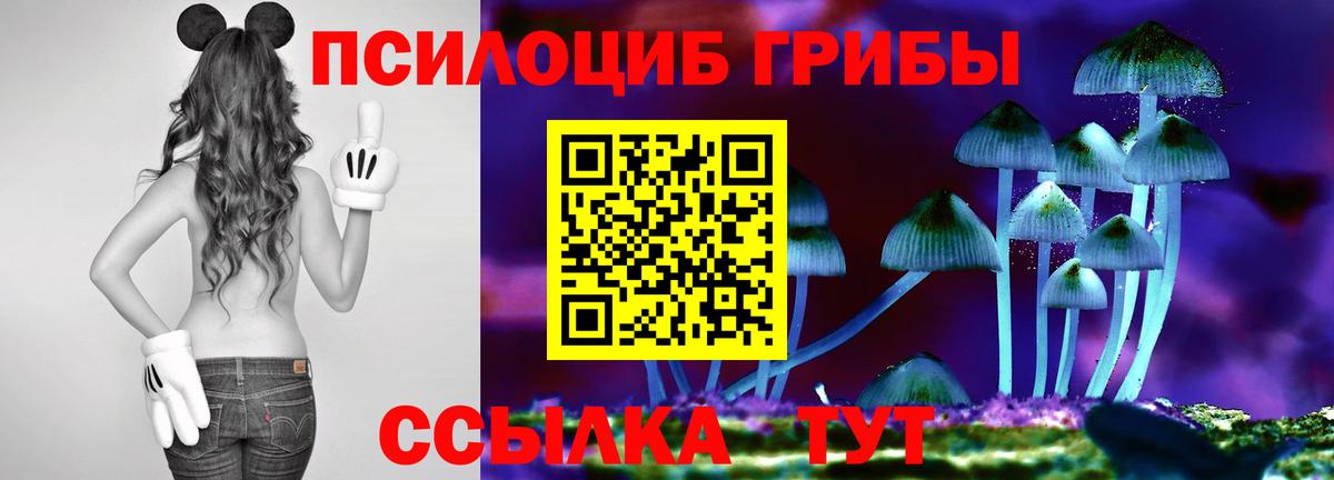 Галлюциногенные грибы Psilocybe Карачаевск